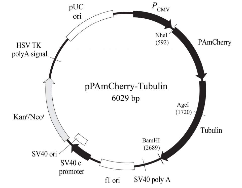 pPAmCherry-Tubulin 载体图谱